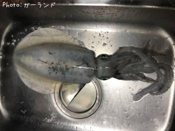 �����ꥤ��