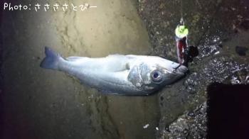 �����Х�