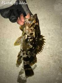 �٥å�������