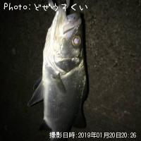 �����Х��ʥҥ饻������