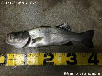 �����Х��ʥҥ饻������