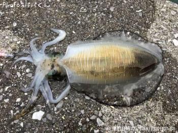 �����ꥤ��