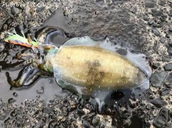 �����ꥤ��