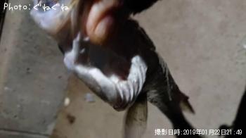 �����Х�