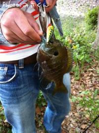 �֥롼����