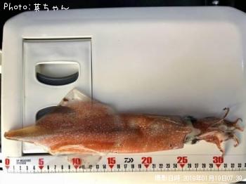 ¥ä¥ê¥¤¥«¡ª