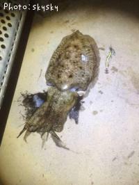 ���֥���