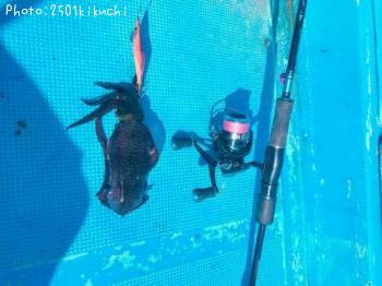 ¥¢¥ª¥ê¥¤¥«