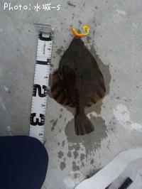 ¥Ì¥Þ¥¬¥ì¥¤