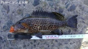 �������ϥ�