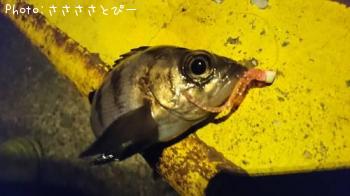 ��Х�������Х�