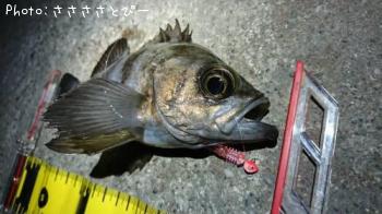 ��Х�������Х�