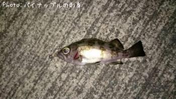 ¥á¥Ð¥ë