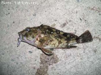 ���饫��