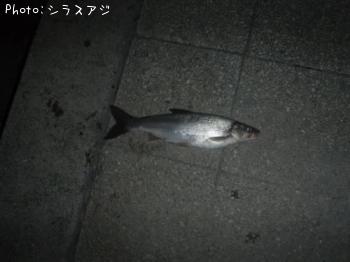 �ޥ륿������