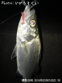 ¥·¡¼¥Ð¥¹¡Ê¥Ò¥é¥»¥¤¥´¡Ë