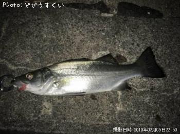 ¥·¡¼¥Ð¥¹¡Ê¥Ò¥é¥»¥¤¥´¡Ë