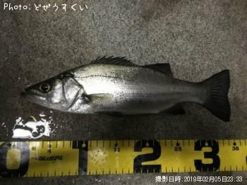 ¥·¡¼¥Ð¥¹¡Ê¥Ò¥é¥»¥¤¥´¡Ë