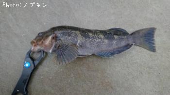 �����ʥ�