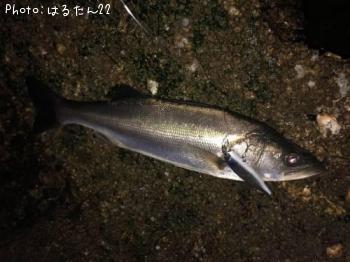 �����Х�