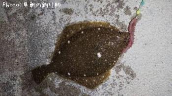 �������쥤