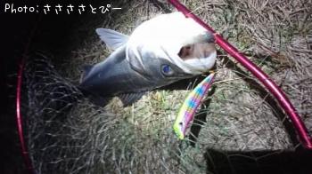 �����Х�