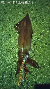 ��ꥤ�������󥵥�����