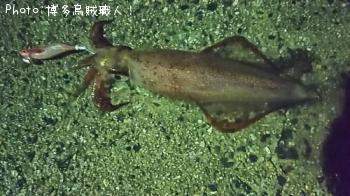 ��ꥤ�������󥵥�����