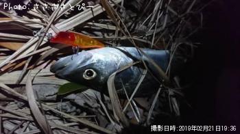 �����Х�