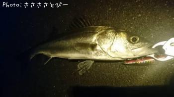 �����Х�