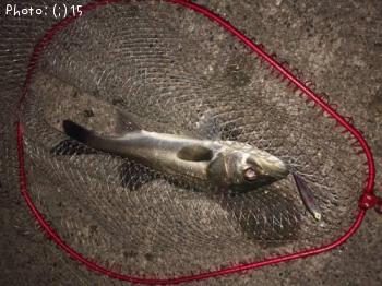 �����Х�