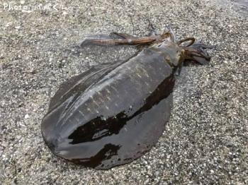 �����ꥤ��