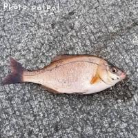 ���ߥ��ʥ�