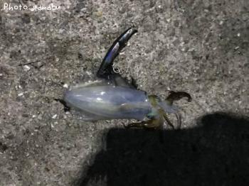 ¥¢¥ª¥ê¥¤¥«