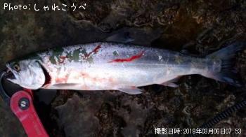 ����ޥ�ʳ��ˡ���ʿ�ܡʥ����