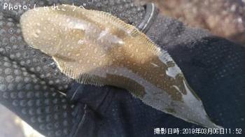 ����ޥ�ʳ��ˡ���ʿ�ܡʥ����