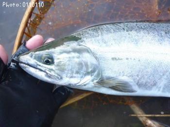 ¥µ¥¯¥é¥Þ¥¹