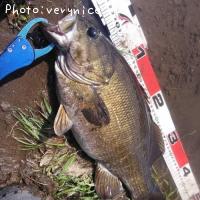 ¥¹¥â¡¼¥ë¥Þ¥¦¥¹¥Ð¥¹