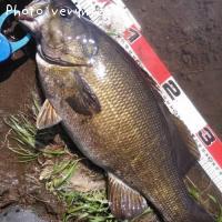 ¥¹¥â¡¼¥ë¥Þ¥¦¥¹¥Ð¥¹