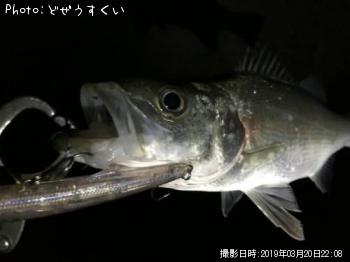 �����Х��ʥҥ饻������