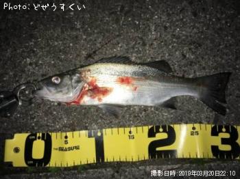 �����Х��ʥҥ饻������