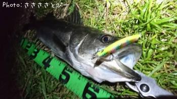 �����Х�