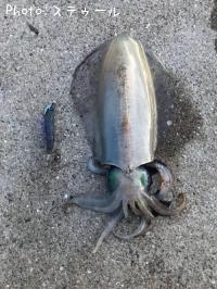 �����ꥤ��