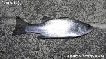 �����Х�