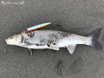 �ޥ륿������