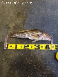 �����ʥ�