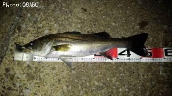 �����Х�