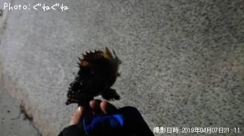 ¥½¥¤·Ï¤Î¤Ê¤Ë¤«¡£