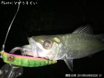 ¥·¡¼¥Ð¥¹¡Ê¥Ò¥é¥»¥¤¥´¡Ë
