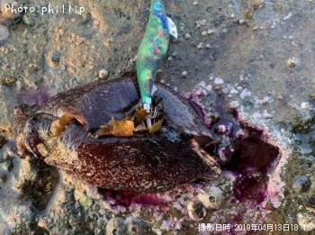 �����ޥͥ�